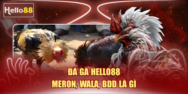 Đá Gà Hello88: Meron, Wala, BDD Là Gì - Giải Thích 2026 2 đá gà Hello88: Meron, Wala, BDD là gì