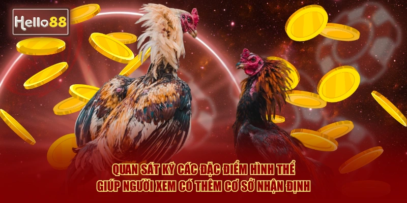 Cách Xem Tướng Gà Đá Hello88 Luôn Thắng Hay Nhất 2026 3 Quan sát kỹ các đặc điểm hình thể giúp người xem có thêm cơ sở nhận định